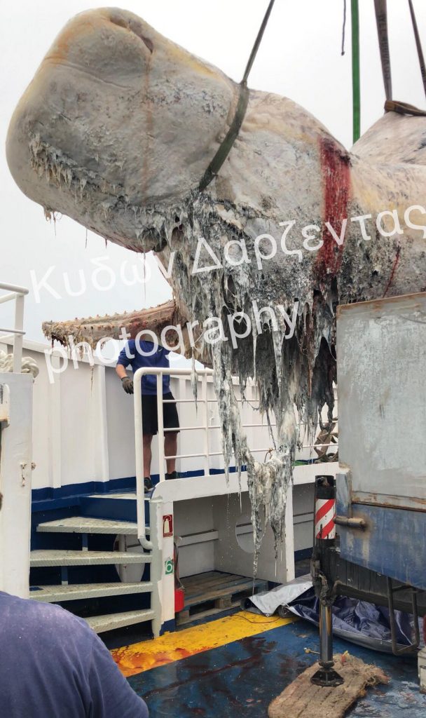Βρέθηκαν 30 κιλά πλαστικής σακούλας στο στομάχι της νεκρής φάλαινας στην Σαντορίνη