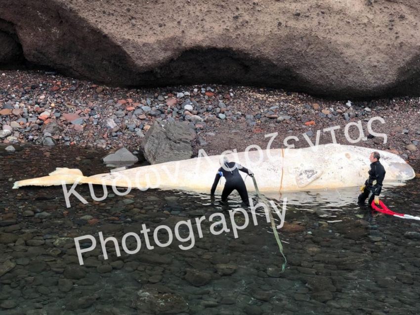 Βρέθηκαν 30 κιλά πλαστικής σακούλας στο στομάχι της νεκρής φάλαινας στην Σαντορίνη
