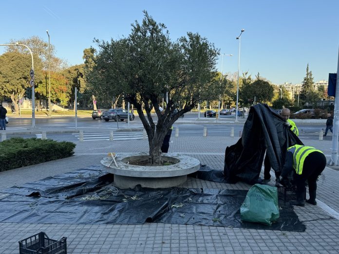 Θεσσαλονίκη: Μαζεύει τις ελιές από τα ελαιόδεντρα της πόλης ο δήμος για την παραγωγή δημοτικού ελαιόλαδου