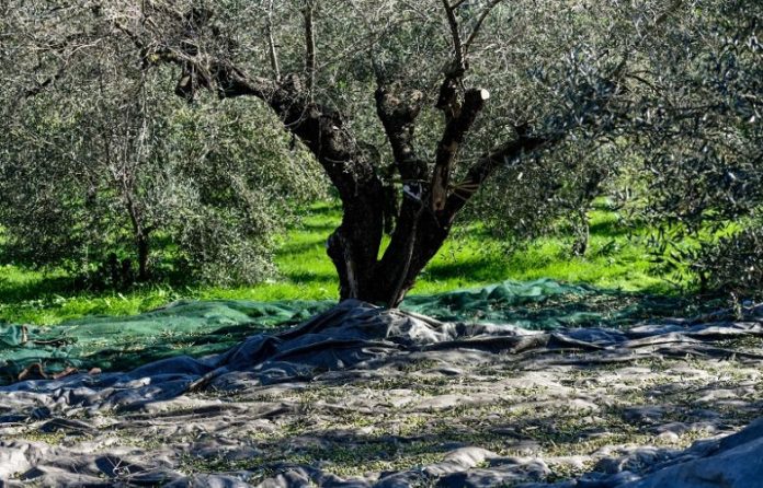 Συνελήφθη 41χρονος αλλοδαπός στο Ηράκλειο για κλοπή ελαιόκαρπων