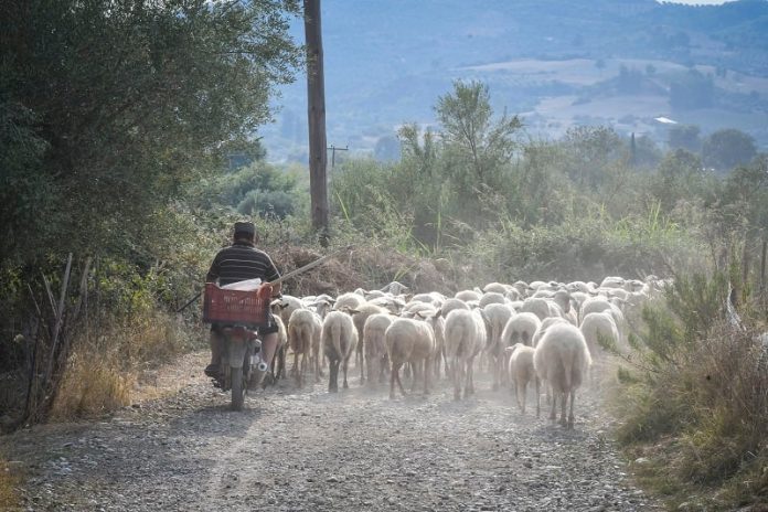 Απαγόρευση μετακινήσεων αιγοπροβάτων σε όλη την Ελλάδα εξαιτίας της ευλογιάς των προβάτων