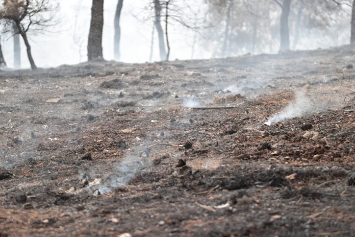 Θεσσαλονίκη: Χίλια διακόσια νέα δέντρα φυτεύονται τις επόμενες ημέρες σε Νέα Παραλία και Σέιχ Σου