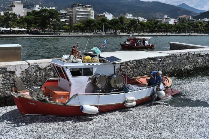 Μαγνησία: Τεράστια η καταστροφή από τα νεκρά ψάρια – Αίτημα να κηρυχθεί σε κατάσταση έκτακτης ανάγκης