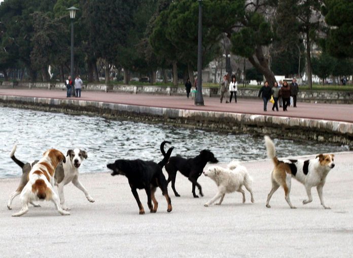 Θεσσαλονίκη: Αγέλη αδέσποτων σκύλων επιτέθηκε και τραυμάτισε 44χρονη – Συνελήφθη αντιδήμαρχος