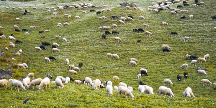 Πανώλη αιγοπροβάτων: Επιβεβαιώθηκε κρούσμα στην Καρδίτσα