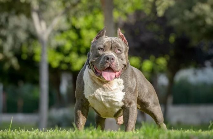 σκύλος american bully xl