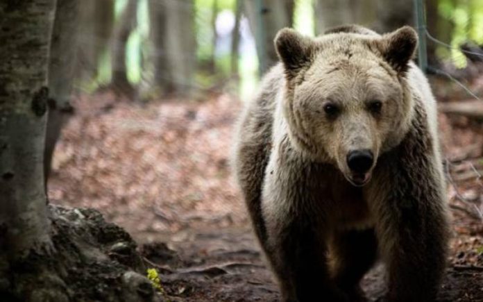 Καστοριά: Νεκρή αρκούδα σε σύγκρουση με ΙΧ – Γλίτωσαν… στο παρά πέντε οι επιβάτες του οχήματος