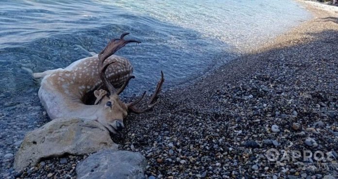 Καλαμάτα: Ελάφι ανασύρθηκε νεκρό από την θάλασσα στον Αλμυρό