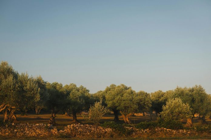 Ηράκλειο: Αυτοψία σε ελαιώνες που έχουν πληγεί από την ξηρασία – Μειωμένη αναμένεται να είναι η παραγωγή ελαιολάδου