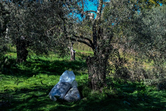 Κρήτη: Πήγε να πάρει τα τσουβάλια με τις ελιές από το χωράφι και έπαθε… σοκ