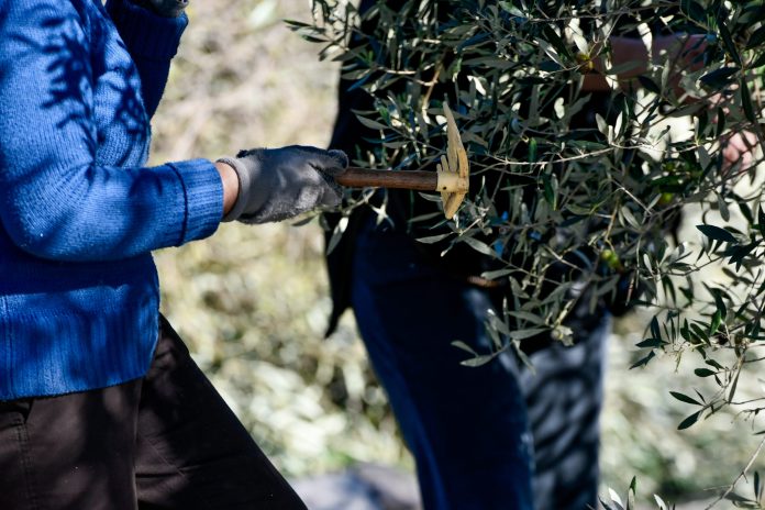 Κρήτη: Πήγε στο χωράφι και είδε να του… ραβδίζουν τις ελιές