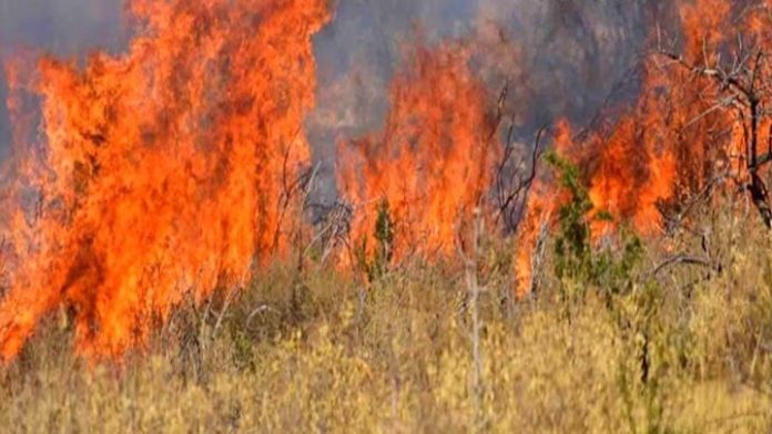 Φωτιά στη Ραφήνα – Επιχειρεί ελικόπτερο