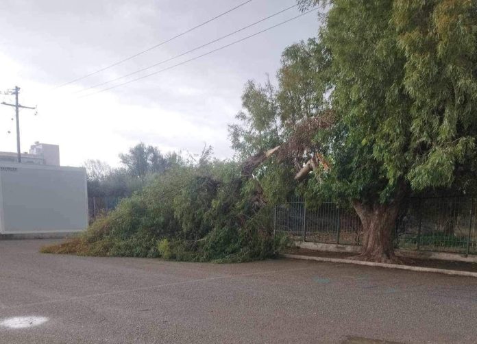 Ηράκλειο: Μεγάλο κλαδί δέντρου έπεσε στην αυλή δημοτικού στις Μοίρες