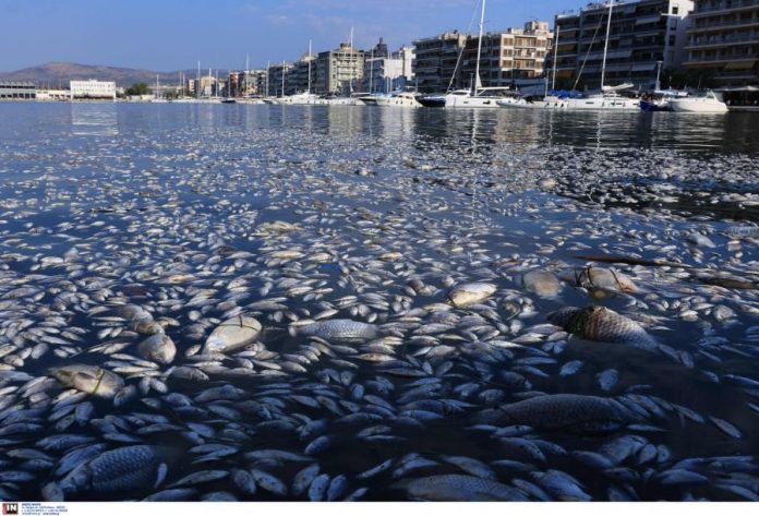 Αλιείς με καΐκια θα μαζεύουν τα νεκρά ψάρια από τον Παγασητικό – Το έκτακτο σχέδιο και οι αποφάσεις – Δείτε φωτογραφίες