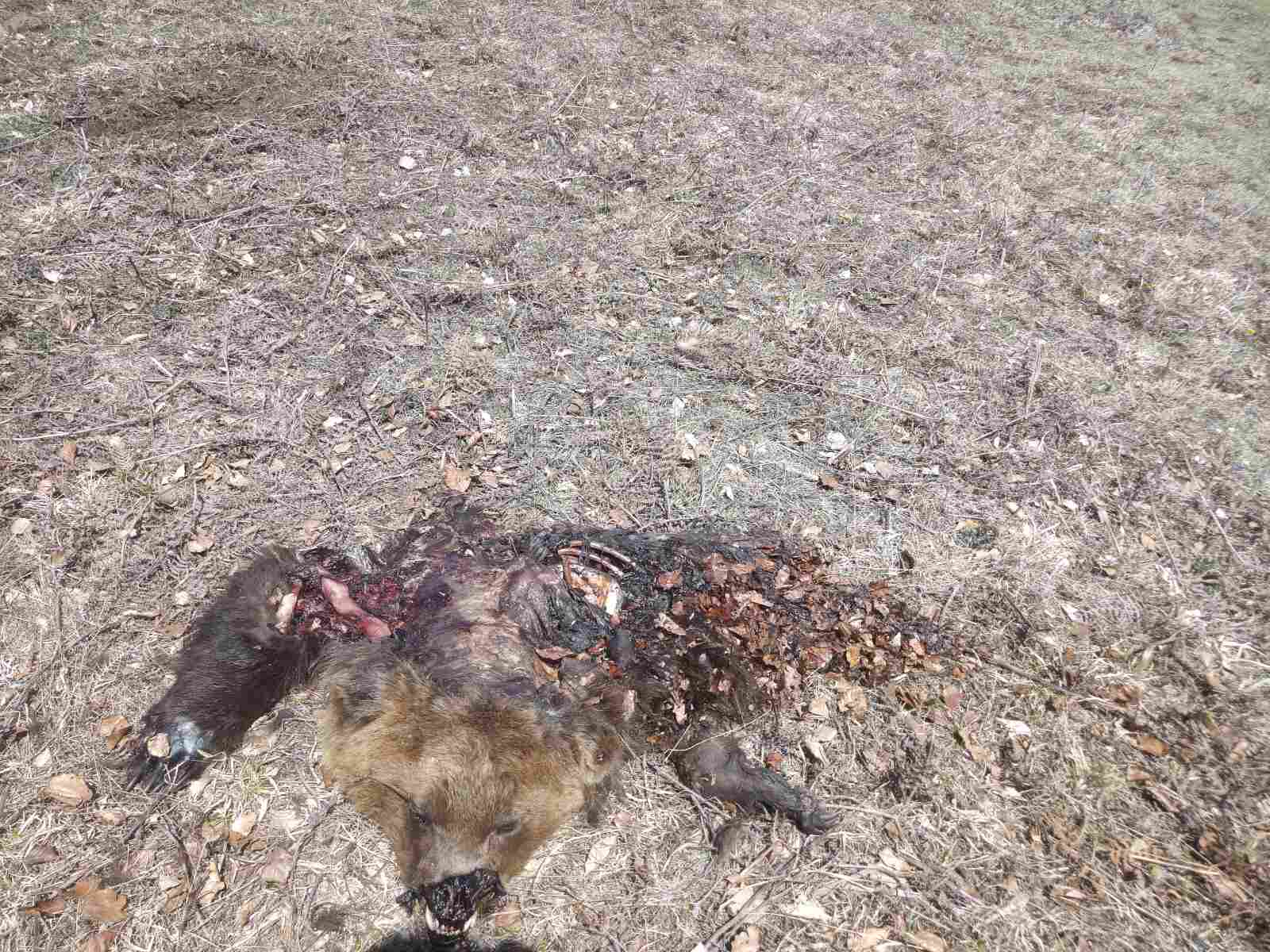 Νεκρή αρκούδα από δηλητηριασμένα δολώματα στην Αβδέλλα Γρεβενών
