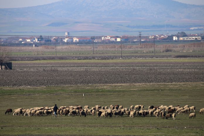 Ρέθυμνο: Τα κλεμμένα πρόβατα τα βρήκε το… drone της ΕΛ.ΑΣ