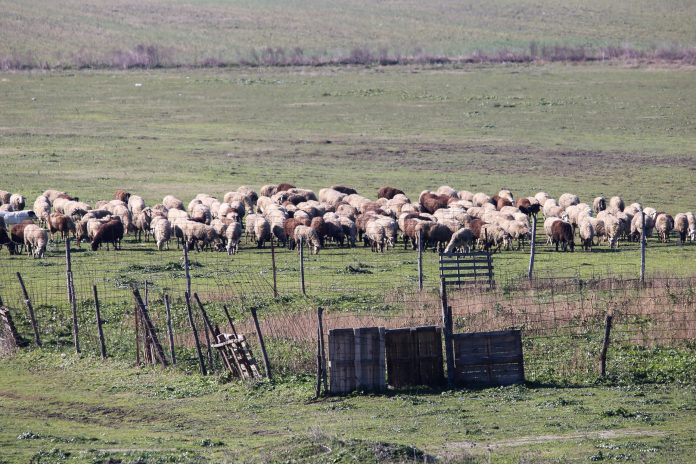 Νέο κρούσμα της ευλογιάς των προβάτων στα Νέα Βρασνά