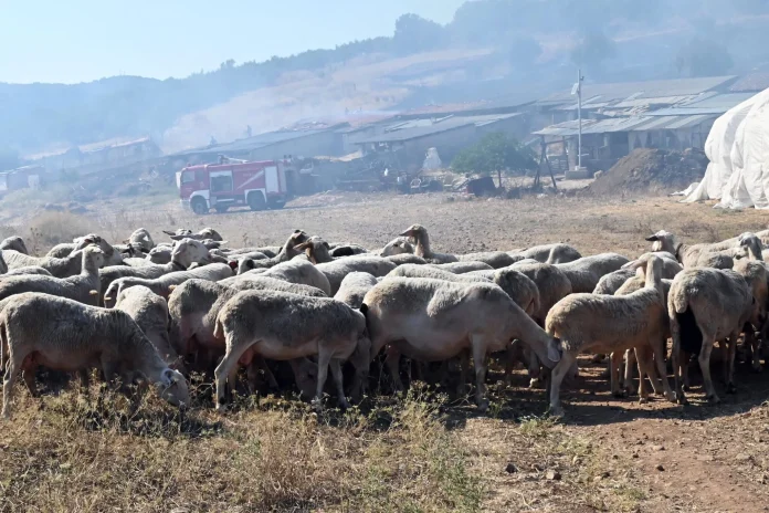 πανώλη