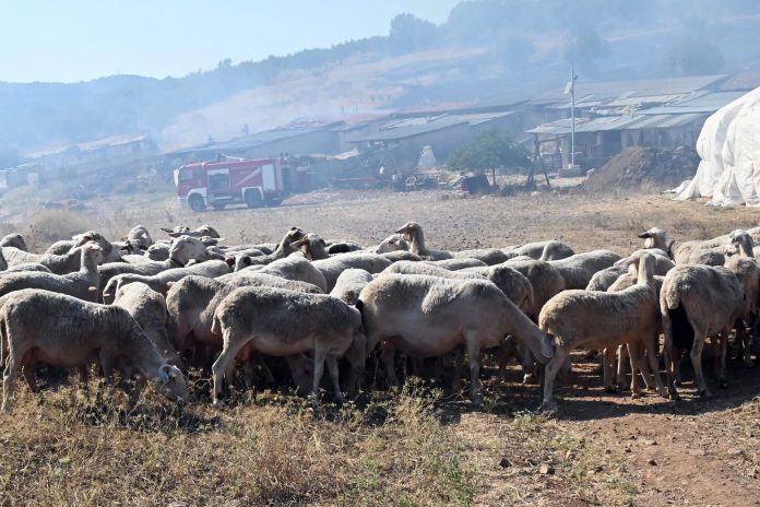 Ευλογιά αιγοπροβάτων: Δεύτερο κρούσμα στη Μαγνησία – Εντείνονται οι έλεγχοι