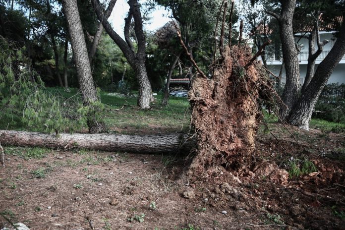 Τραγωδία στην Αμφιλοχία: Νεκρός άνδρας που καταπλακώθηκε από δέντρο