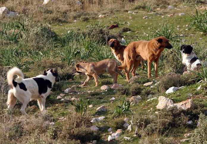 Βόλος: Στιγμές τρόμου για 5χρονο – Έπεσε θύμα επίθεσης από αγέλη