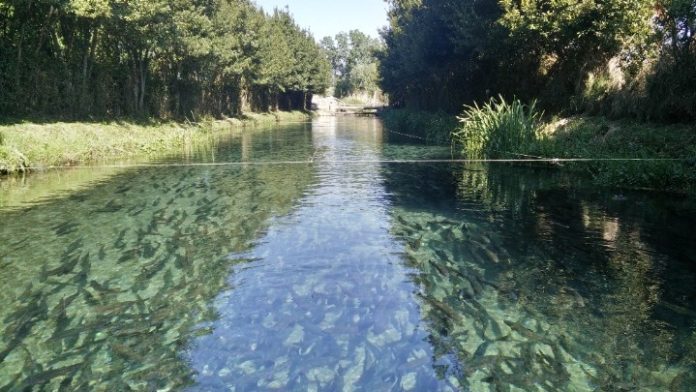 Μύθος και φύση, παρελθόν και παρόν συναντώνται σε μια ιχθυοκαλλιέργεια, στις πηγές των Χαρίτων