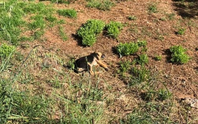 Κτηνωδία στα Χανιά: Είχε τοποθετήσει δηλητηριασμένα δολώματα στην αυλή του σπιτιού του